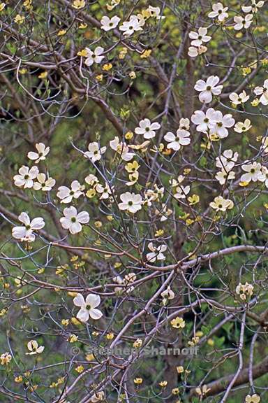 cornus florida 1 graphic